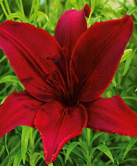 Storblommig lilja 'Monte Negro'®