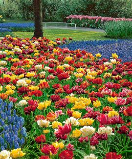 Kollektion med dubbla tidiga tulpaner