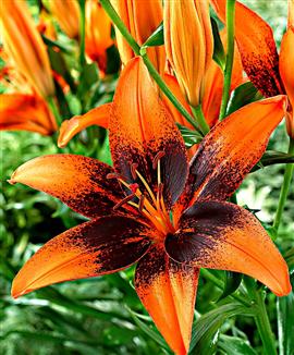 Asiatisk tangolilja 'Orange Art'®