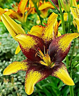 Asiatisk tangolilja 'Tiger Play'®