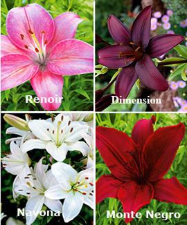 Kollektion med liljor