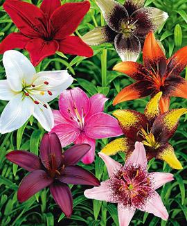 Kollektion med storblommiga liljor och tangoliljor