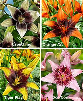 Kollektion med liljor