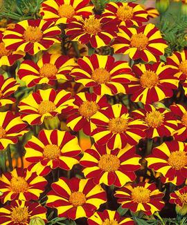 Kollektion med Tagetes