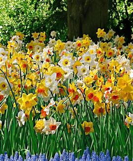 Narcisser Mix