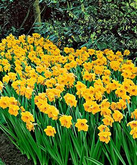 Narcisser 'Dutch Master'