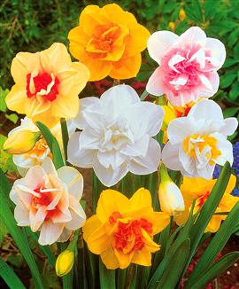 Dubbelblommiga narcisser Mix