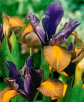 Holländska iris 'Gipsy Beauty'®