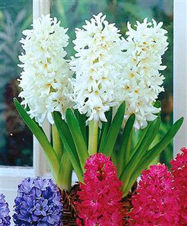 Hyacinter för krukor och glas 'Carnegie'