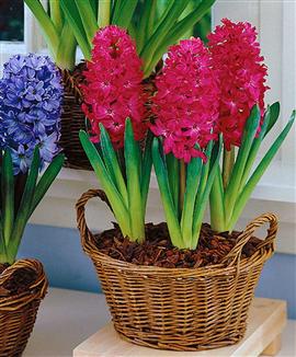 Hyacinter för krukor och glas 'Jan Bos'