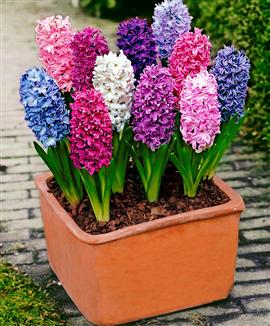 Hyacinter Mix