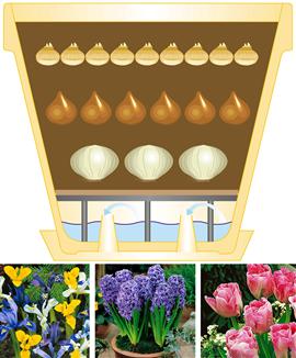 Kruka inklusive lökar för etageplantering