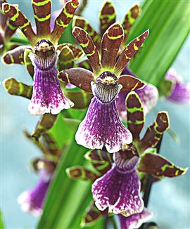 Orkidé 'Zygopetalum'