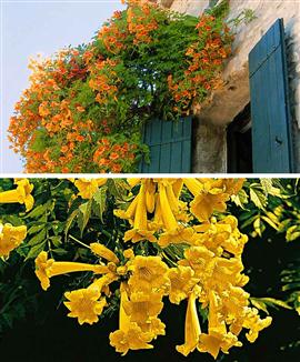 Storblommiga trumpetrankor