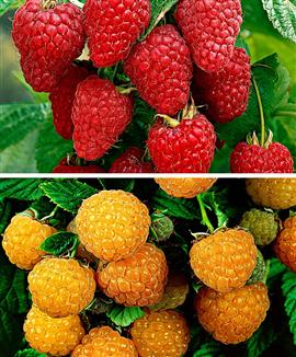 Hallon i två sorter