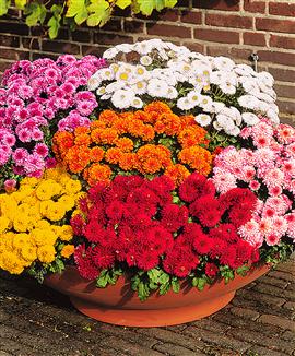 Vinterhärdig Krysantemum Mix