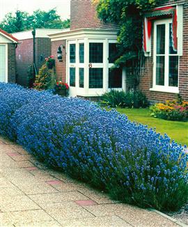 Lavendel 'Munstead'