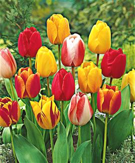 Darwinhybrid-tulpaner Mix