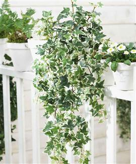 Brokig Murgröna hängande - Sidenväxt