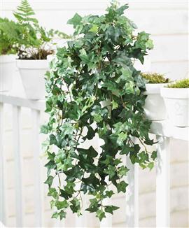 Murgröna hängande - Sidenväxt