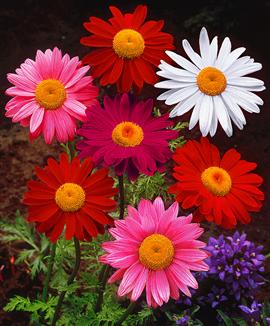 Färgade rosenkragar