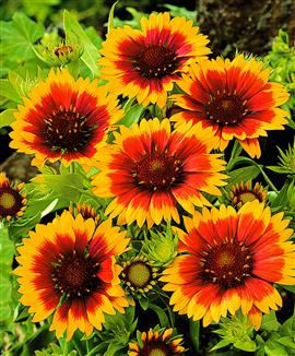 Kokardblomster 'Kobold'