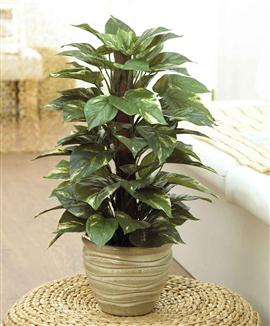 Silverranka - Sidenväxt