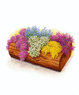 Växter till terrass- och balkonglådor eller till stenpartier