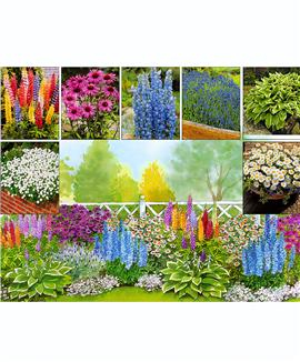 Kollektion med rabattväxter för lång blomning