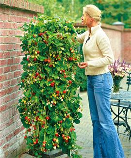 Jordgubbar 'Bakkers Kingsize'