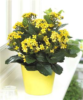 Kalanchoe - Sidenväxt