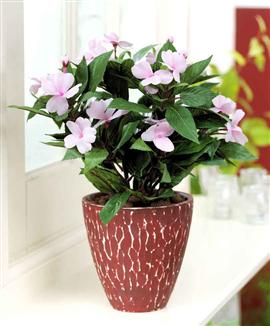 Lyckliga Lotta - Sidenväxt