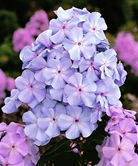Flox 'Lilac Time'