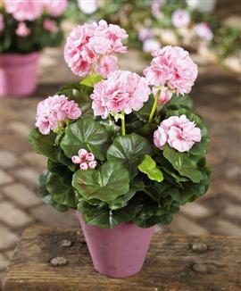 Pelargonia rosa - Sidenväxt