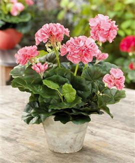 Pelargonia Laxfärgad - Sidenväxt