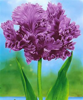 Papegojtulpaner 'Blue Parrot'