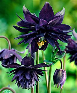 Dubbelblommig 'svart' akleja