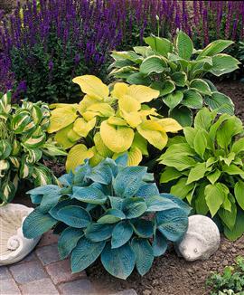 Funkia (Hosta) blandade