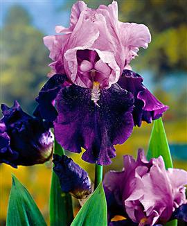 Skäggiris ' Blue Bird Wine'