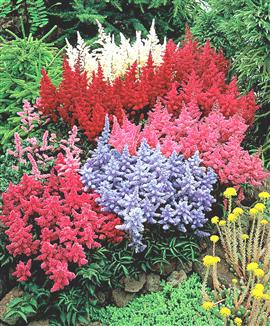 Astilbe Mix