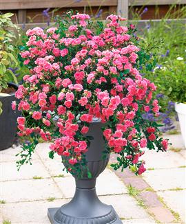 Hängrosor 'Gemma' med kruka