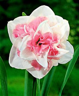 Narcisser ’Replete’