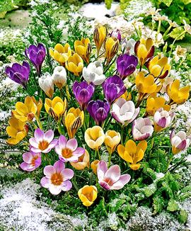 Botaniska krokusar Mix