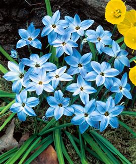 Triteleia