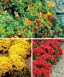 Kollektion av fetbladsväxter