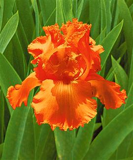 Skäggiris 'Glazed Orange'