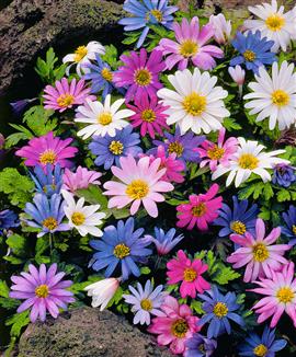 Orientaliska Anemoner Mix