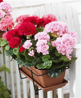 Pelargonior Mix - Sidenväxt