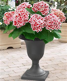 Hortensia 'Red Ace'