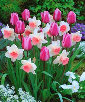 Tulpaner 'Mistress' och Narcisser 'Pink Pride'